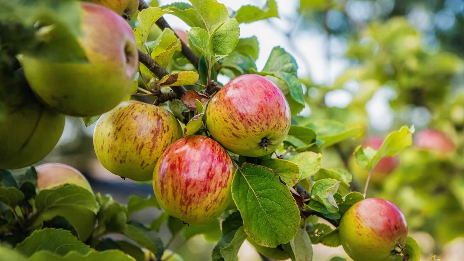 How to grow an apple tree – enjoy rich harvests of delicious fruit for eating, cooking, and juicing