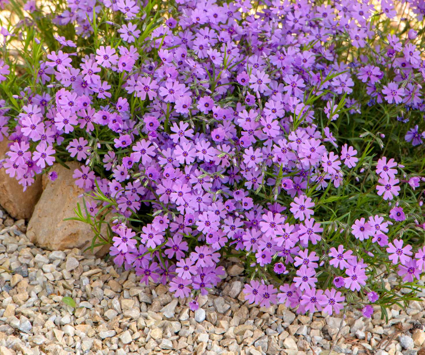 creeping phlox in a rock garden