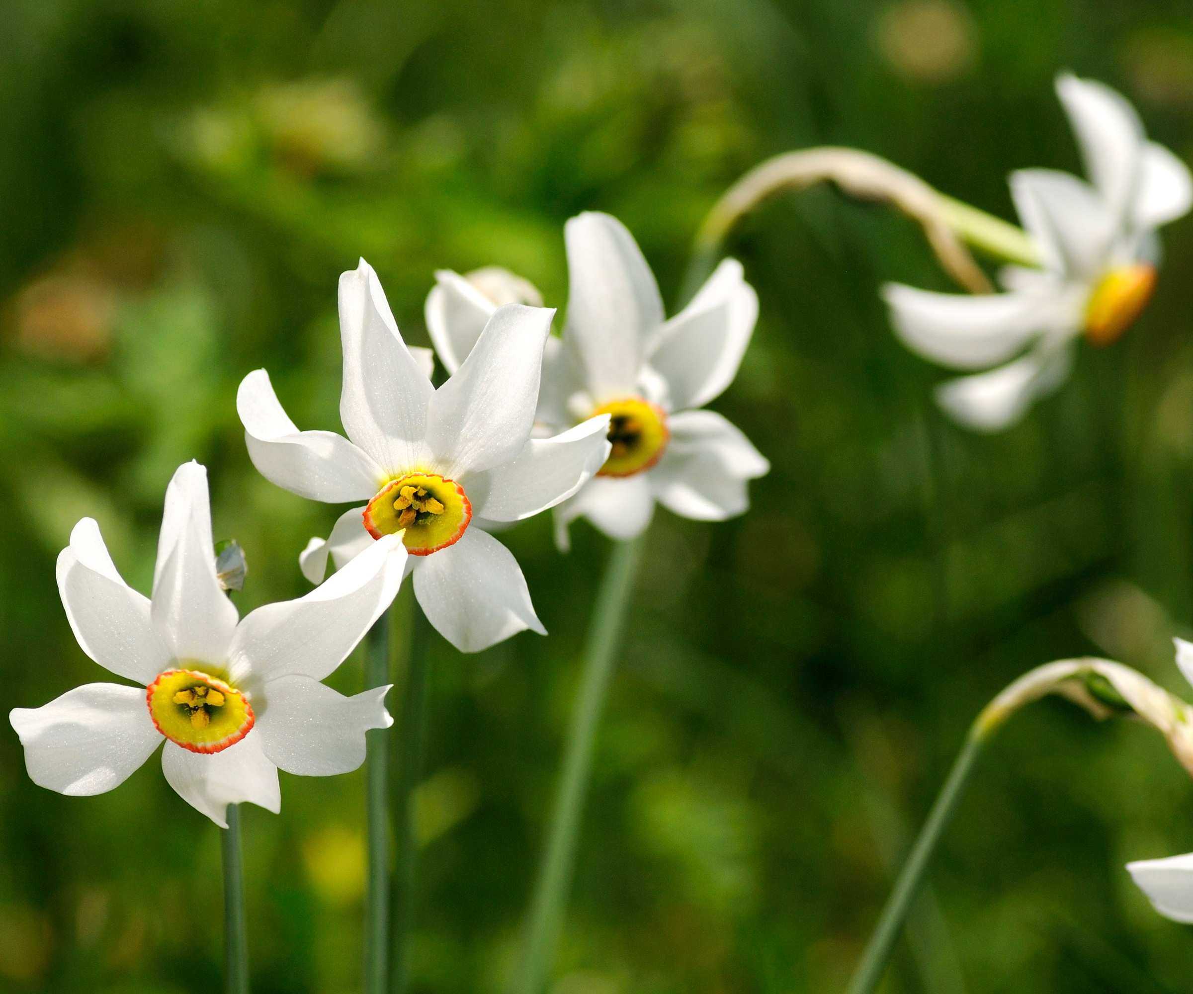 Poet's Daffodil, Pheasant&rsquo;s Eye