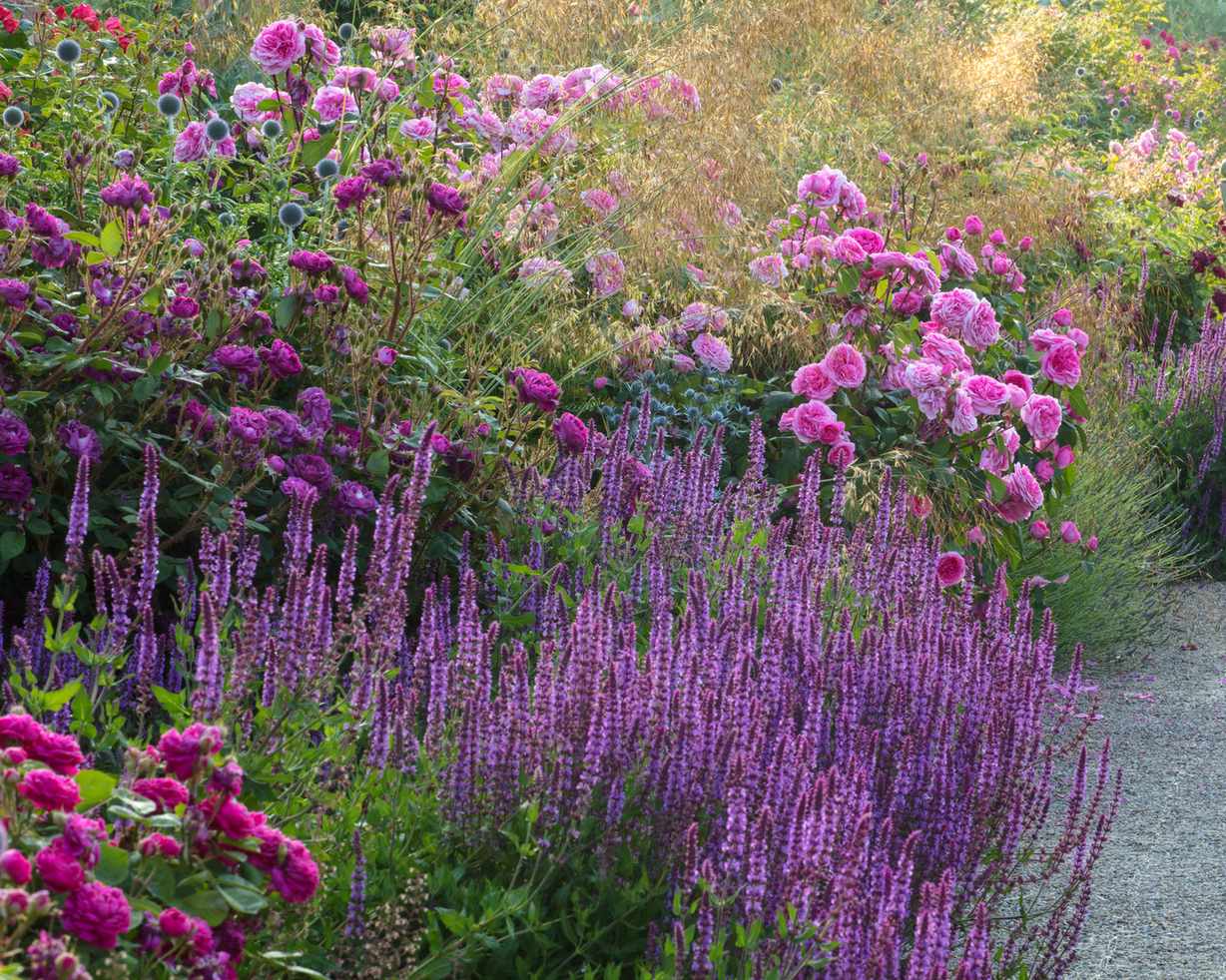 Garden border featuring roses