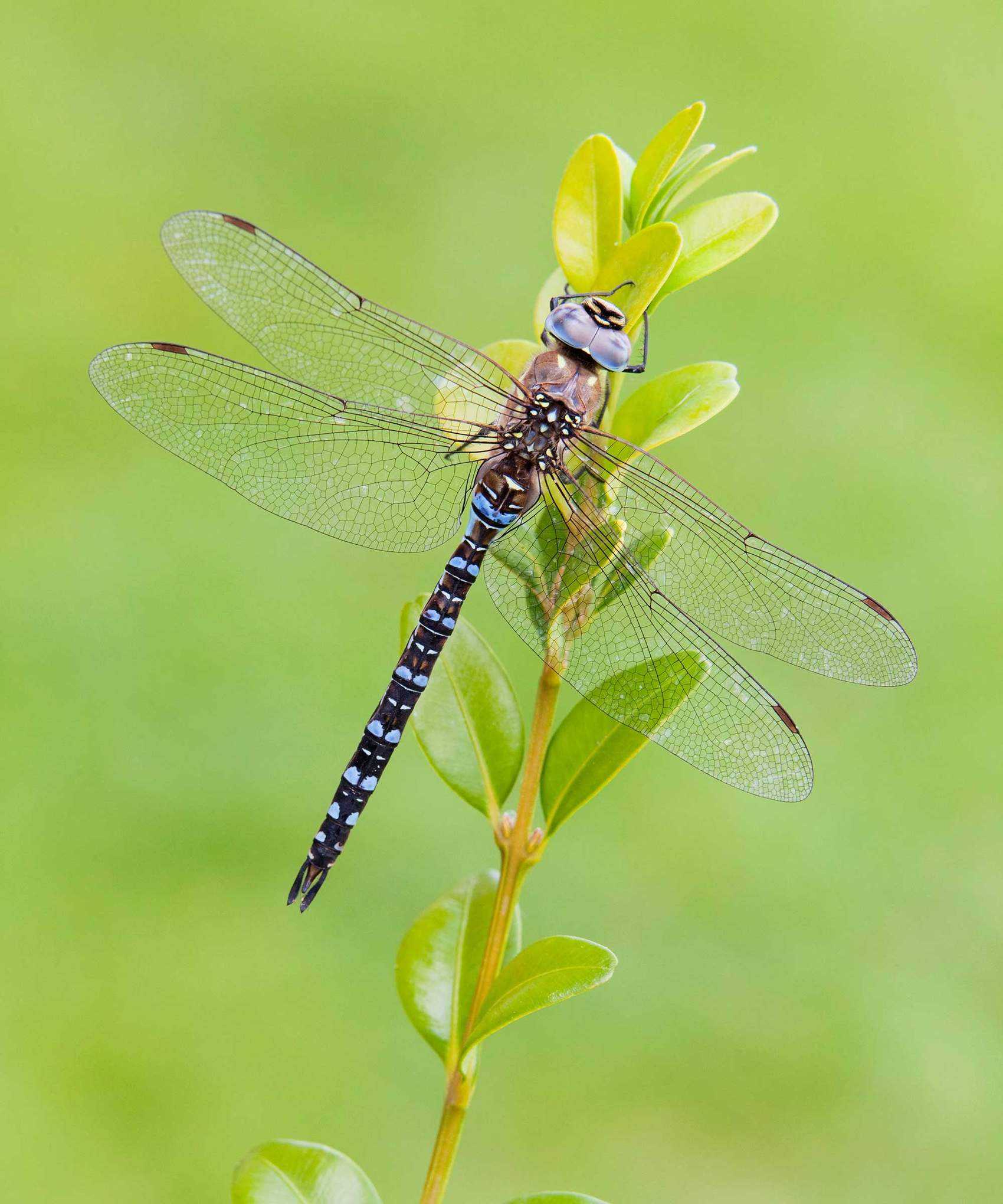 dragonfly on plant