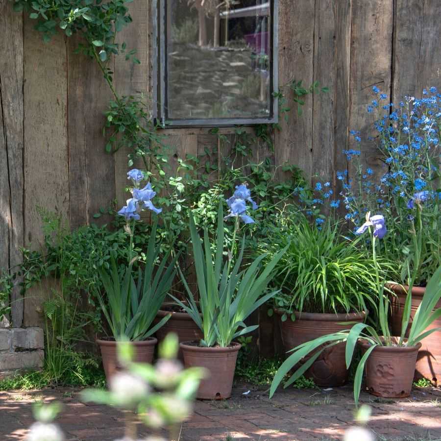 Chelsea garden with pots and a wooden outhouse