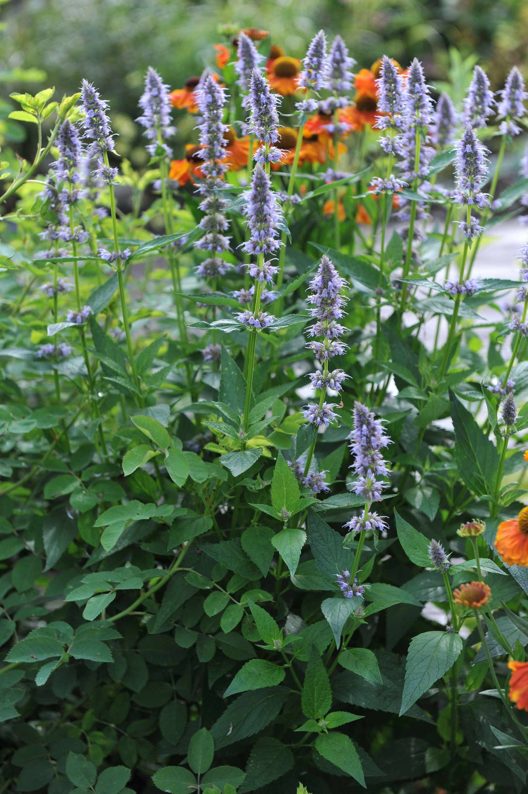 Giant hyssop (Agastache) &lsquo;Blue Fortune&rsquo;