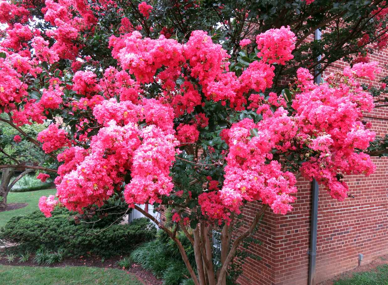 Crape myrtle &lsquo;Tuscarora&rsquo; (Lagerstroemia indica)