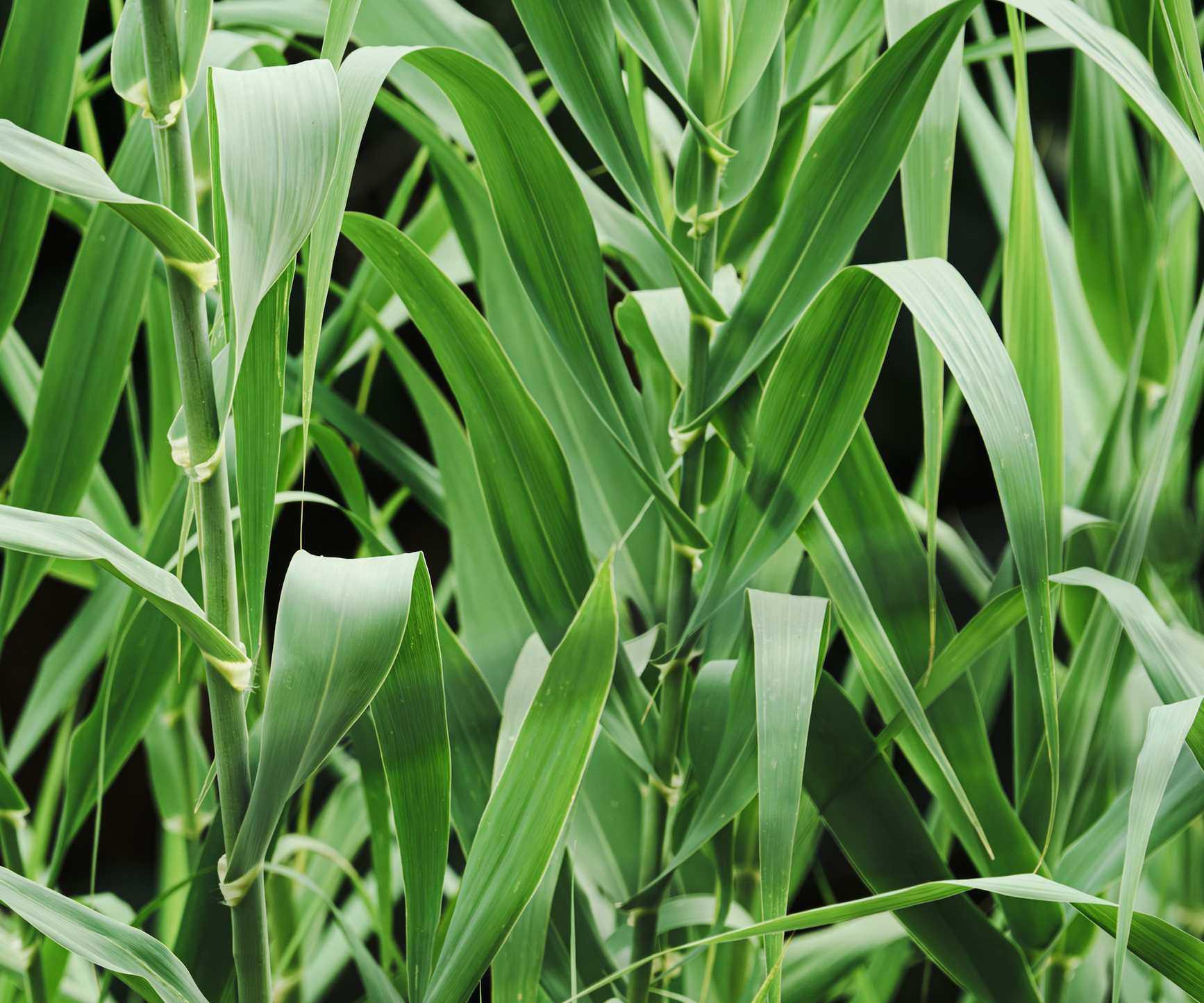 Giant reed grass, with green foliage in summer