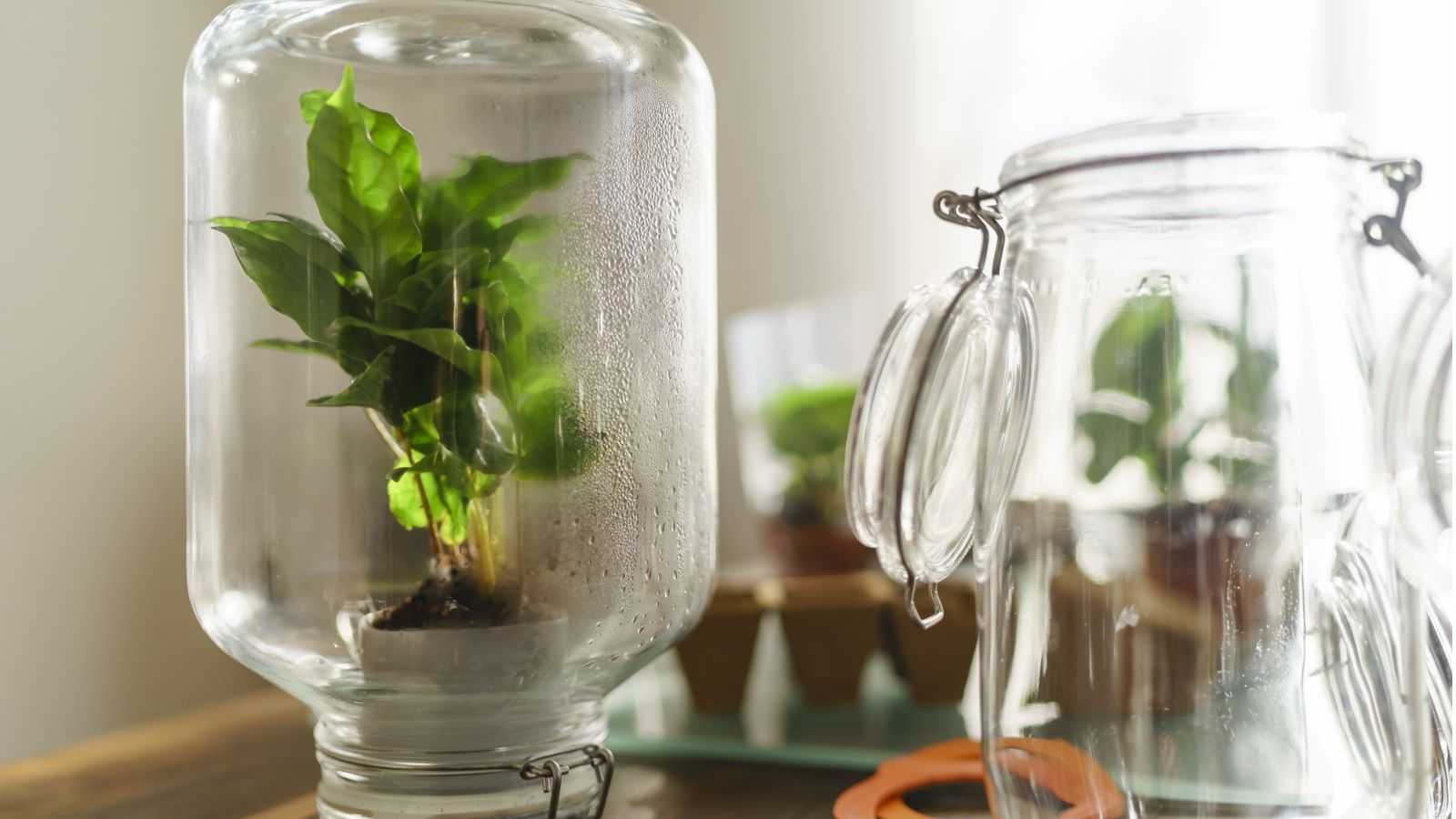 Indoor greenhouse ideas – 5 DIYs to grow plants at home