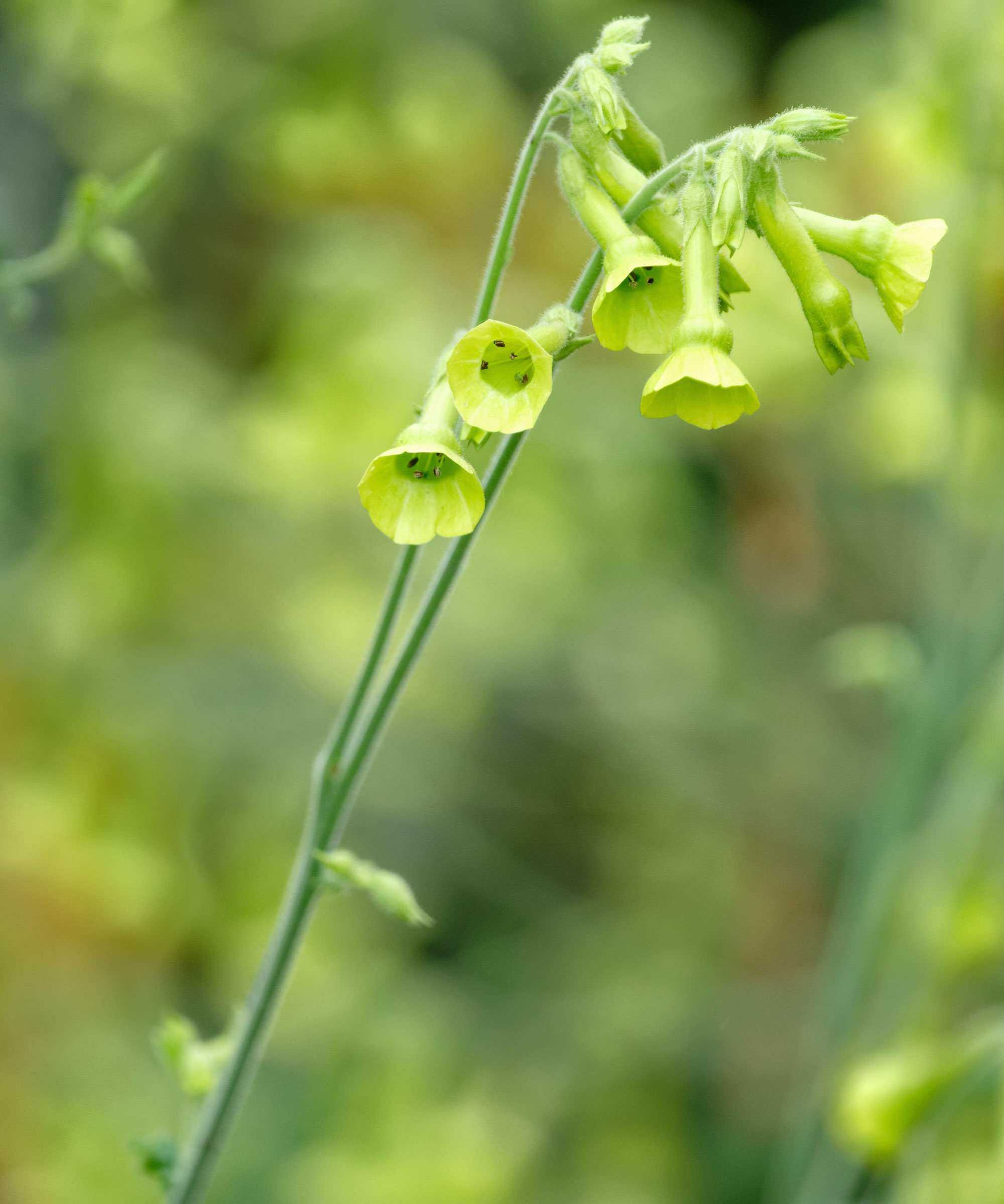 Nicotiana alata Lime Green