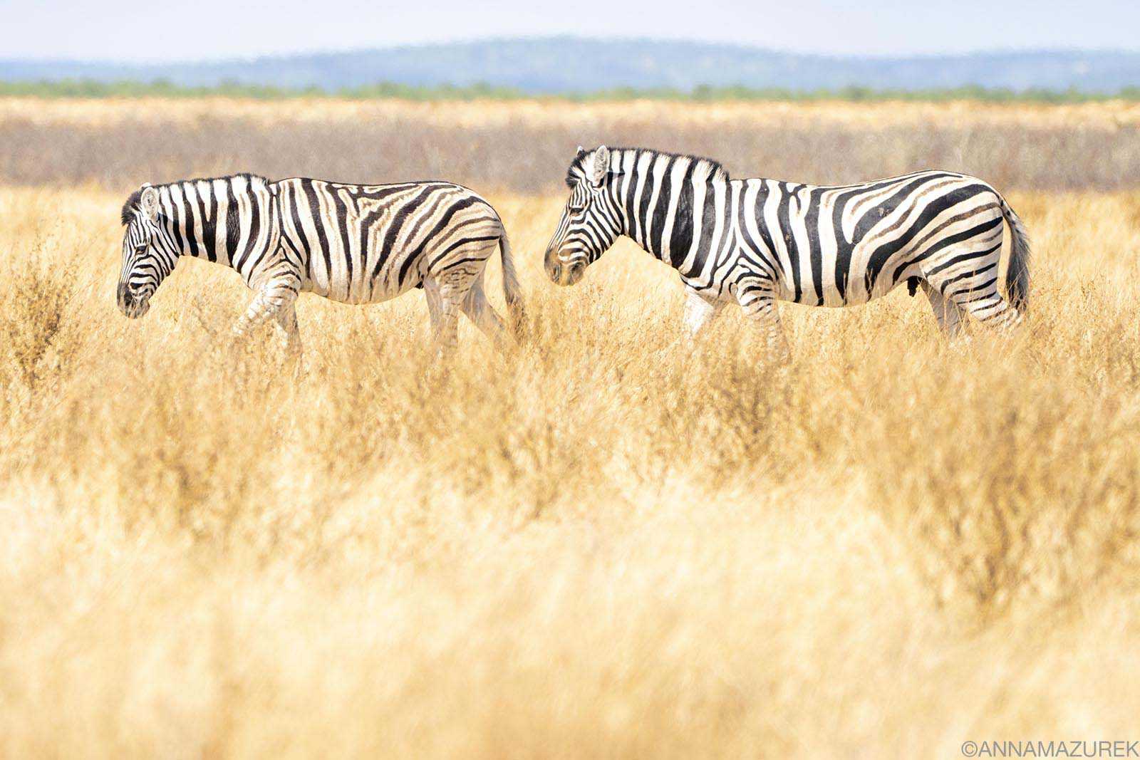 The Best Travel Photos from my 2025 Adventures - Travel Like Anna