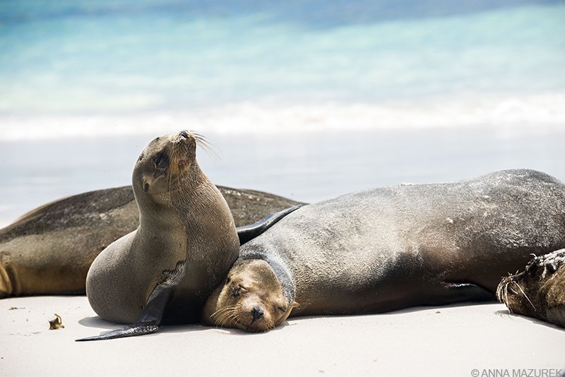 Photo Guide to the Galapagos - Travel Like Anna