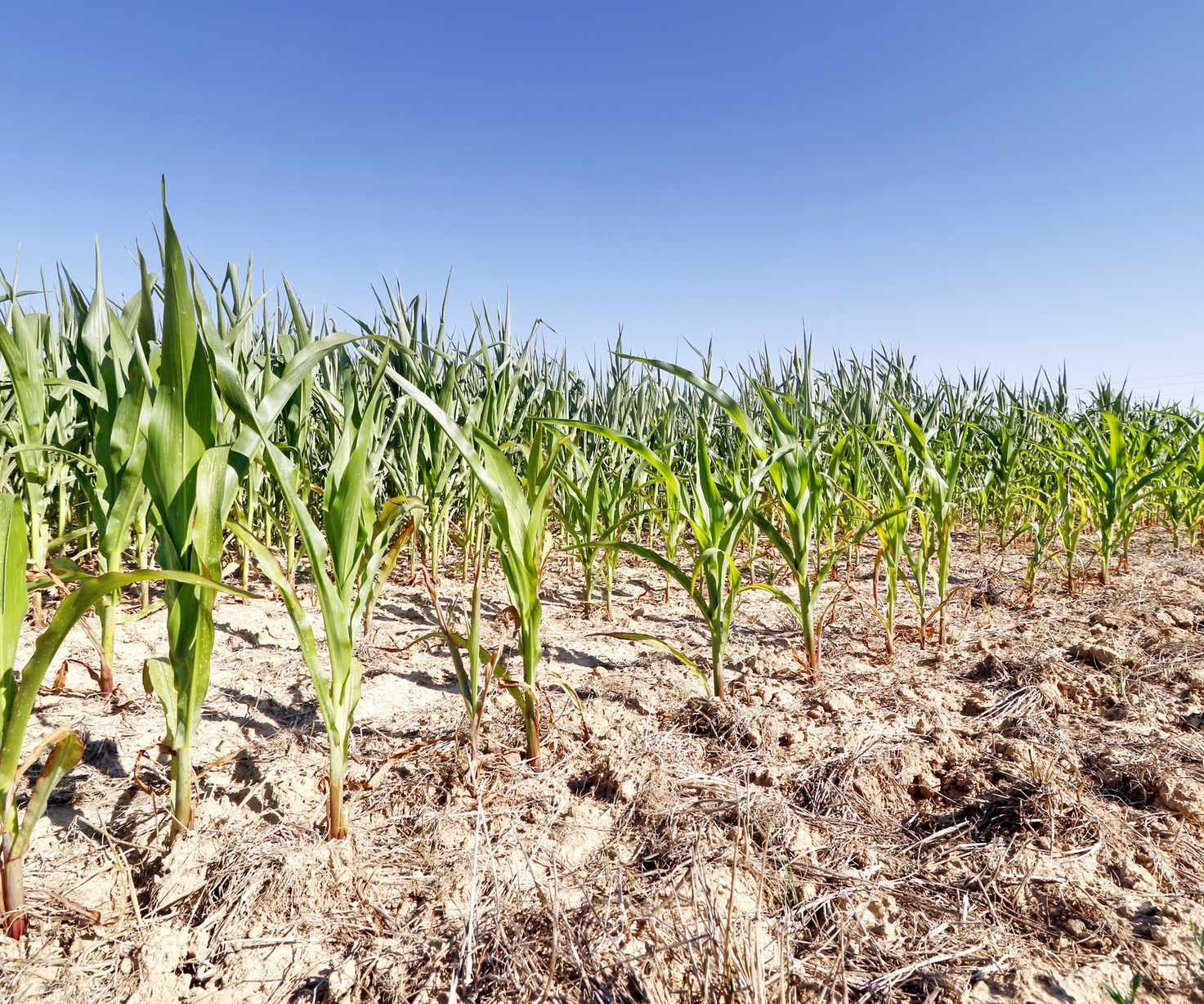 Corn growing in full sun