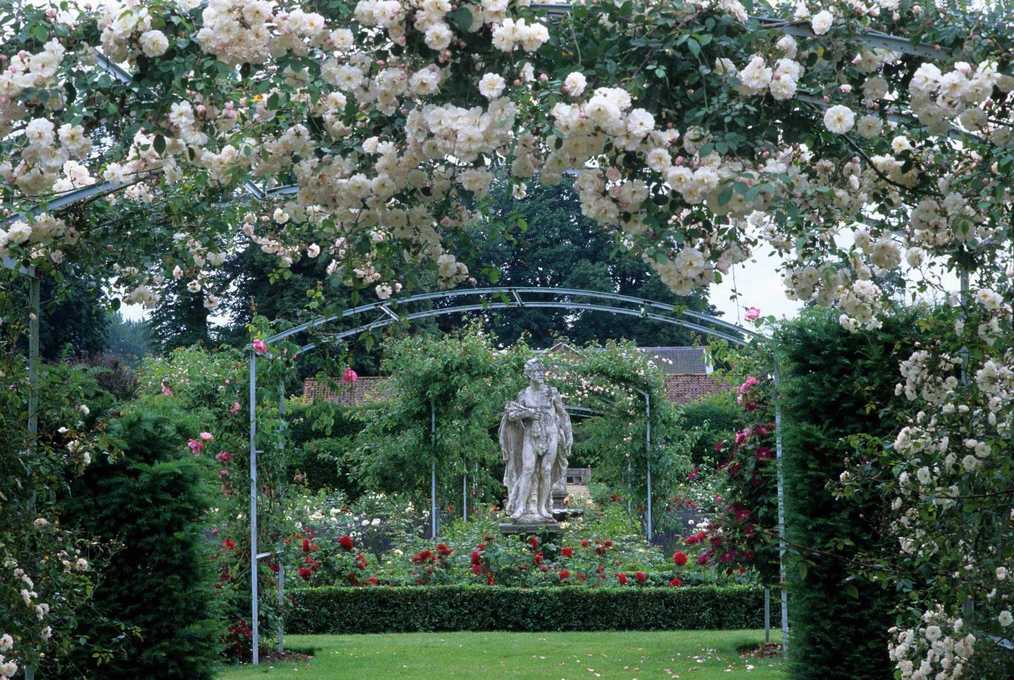Rosa &lsquo;Ad&eacute;la&iuml;de d&rsquo;Orl&eacute;ans'