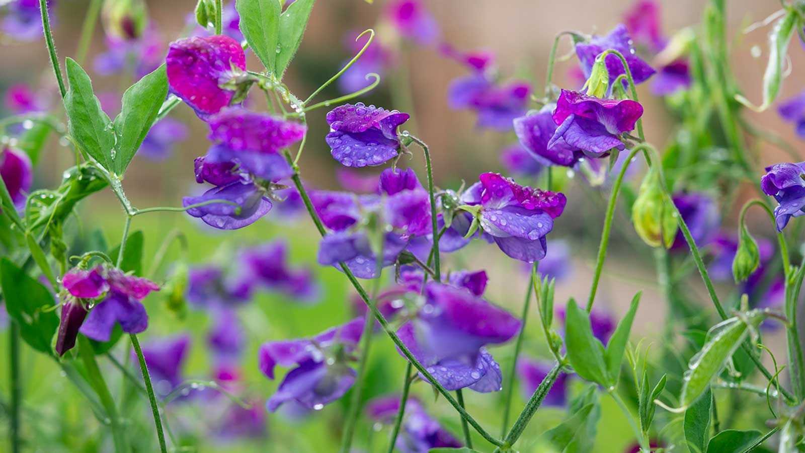 I've discovered the worst places to plant sweet peas, so make sure you avoid them
