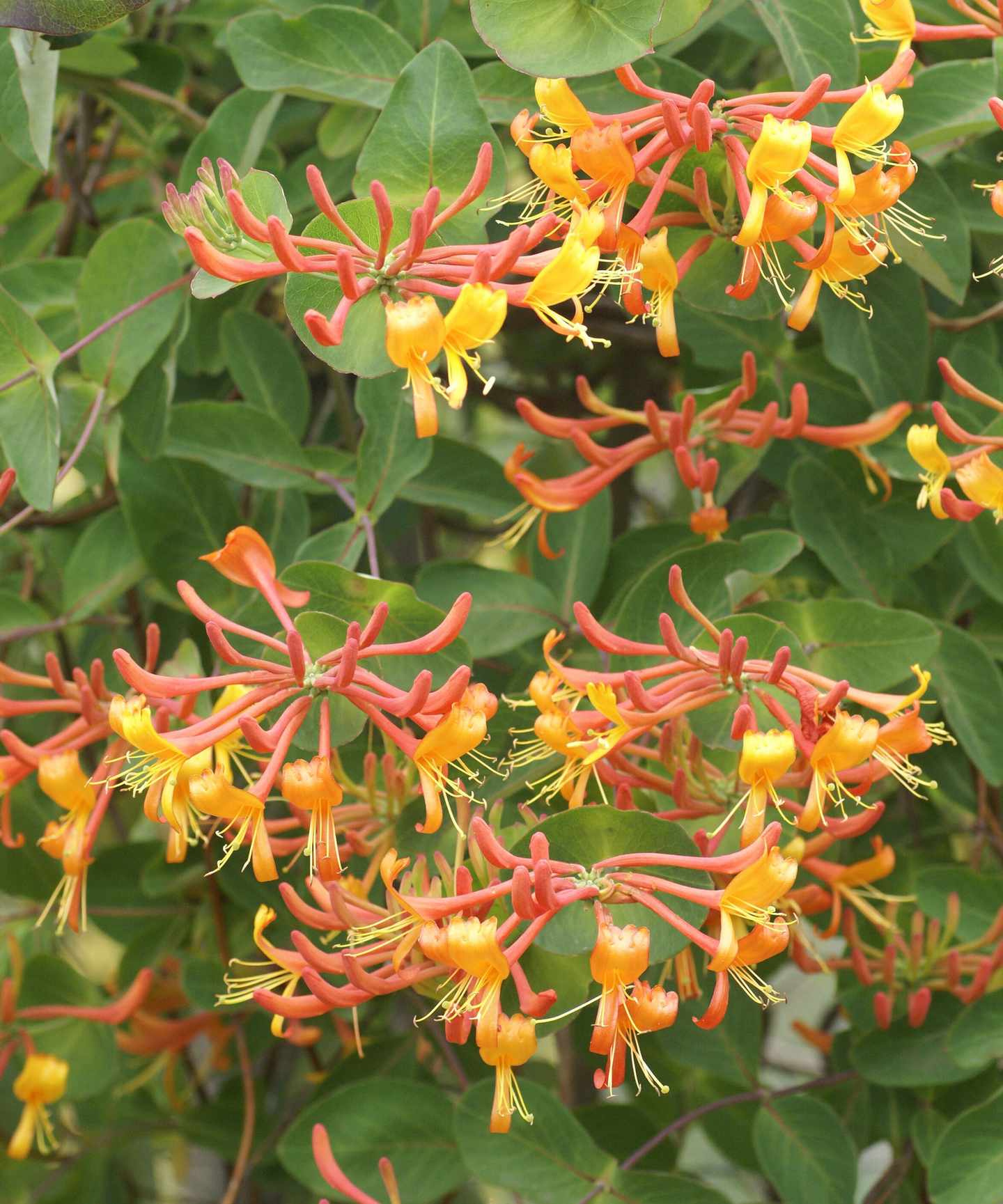 Lonicera 'Mandarin'
