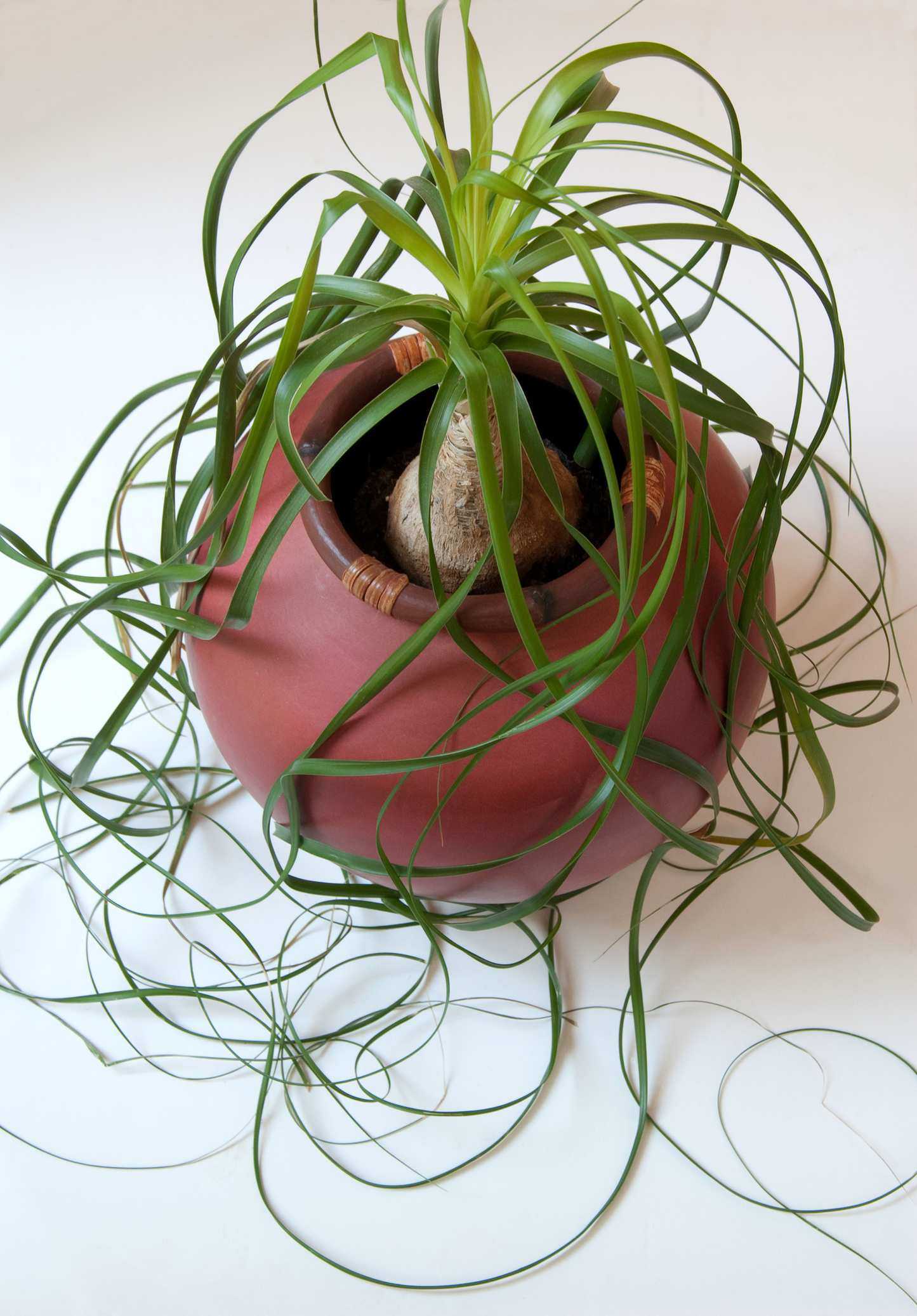 Ponytail Palm, Beaucarnea recurvata