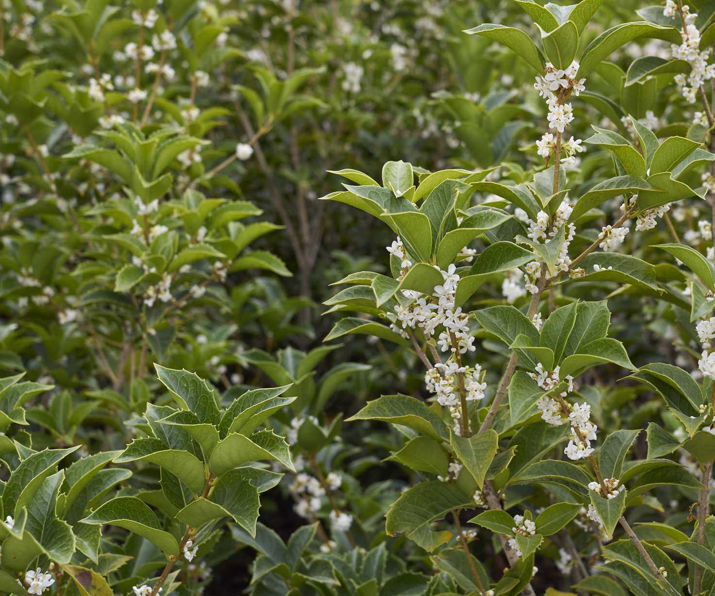 white fragrant flowers of Osmanthus heterophyllus shrub