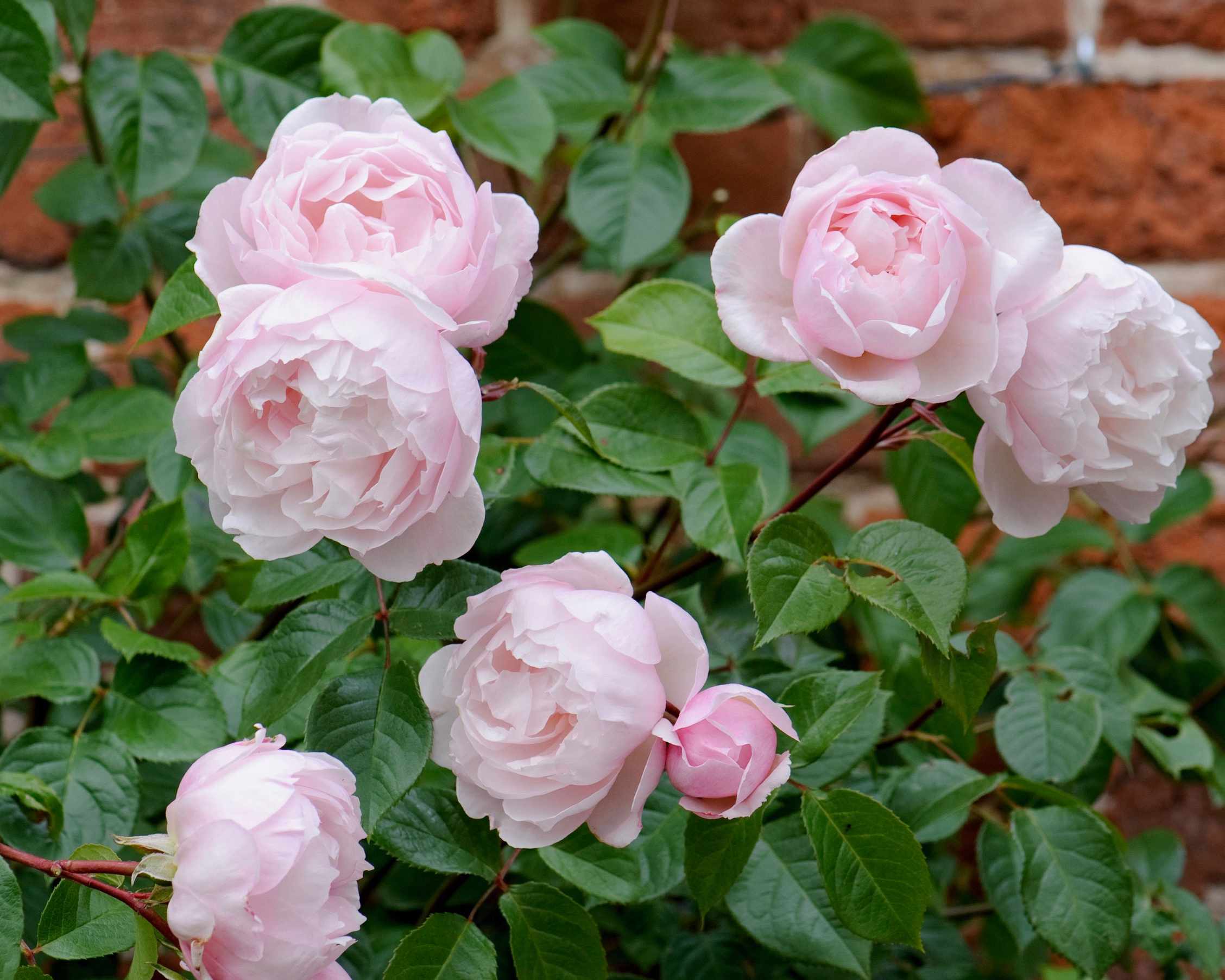 Rosa &lsquo;Generous Gardener&rsquo;