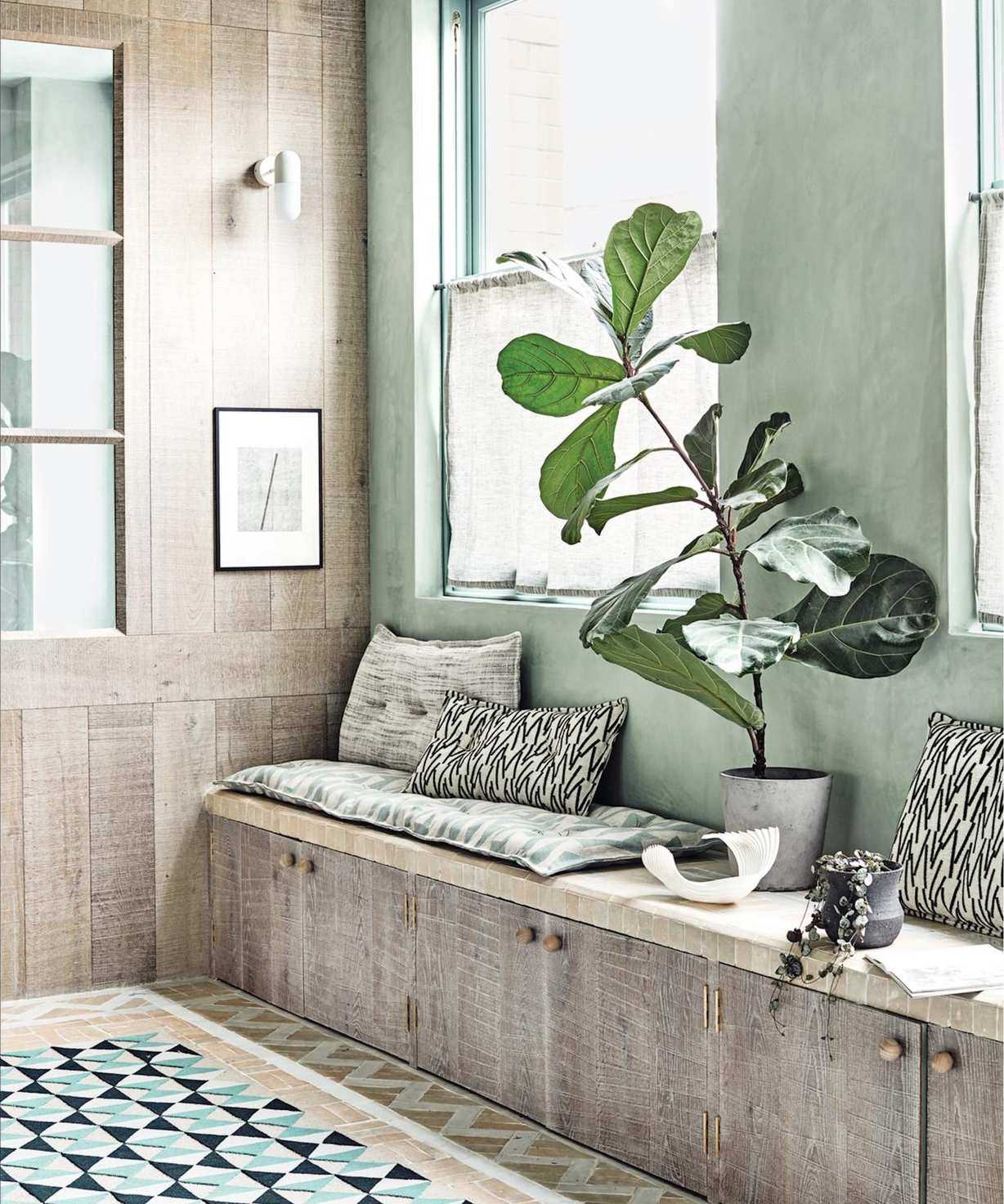 Houseplant in window
