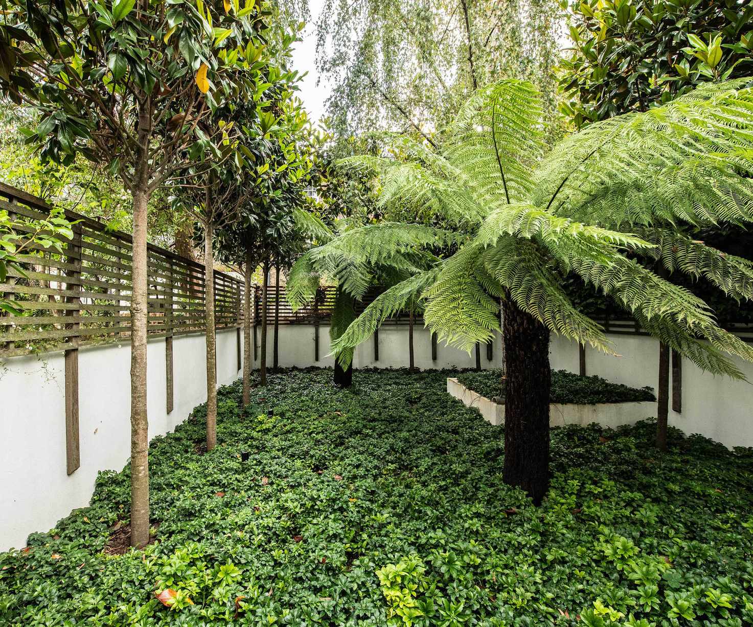 urban trees in small courtyard under planted with Japanese spurge