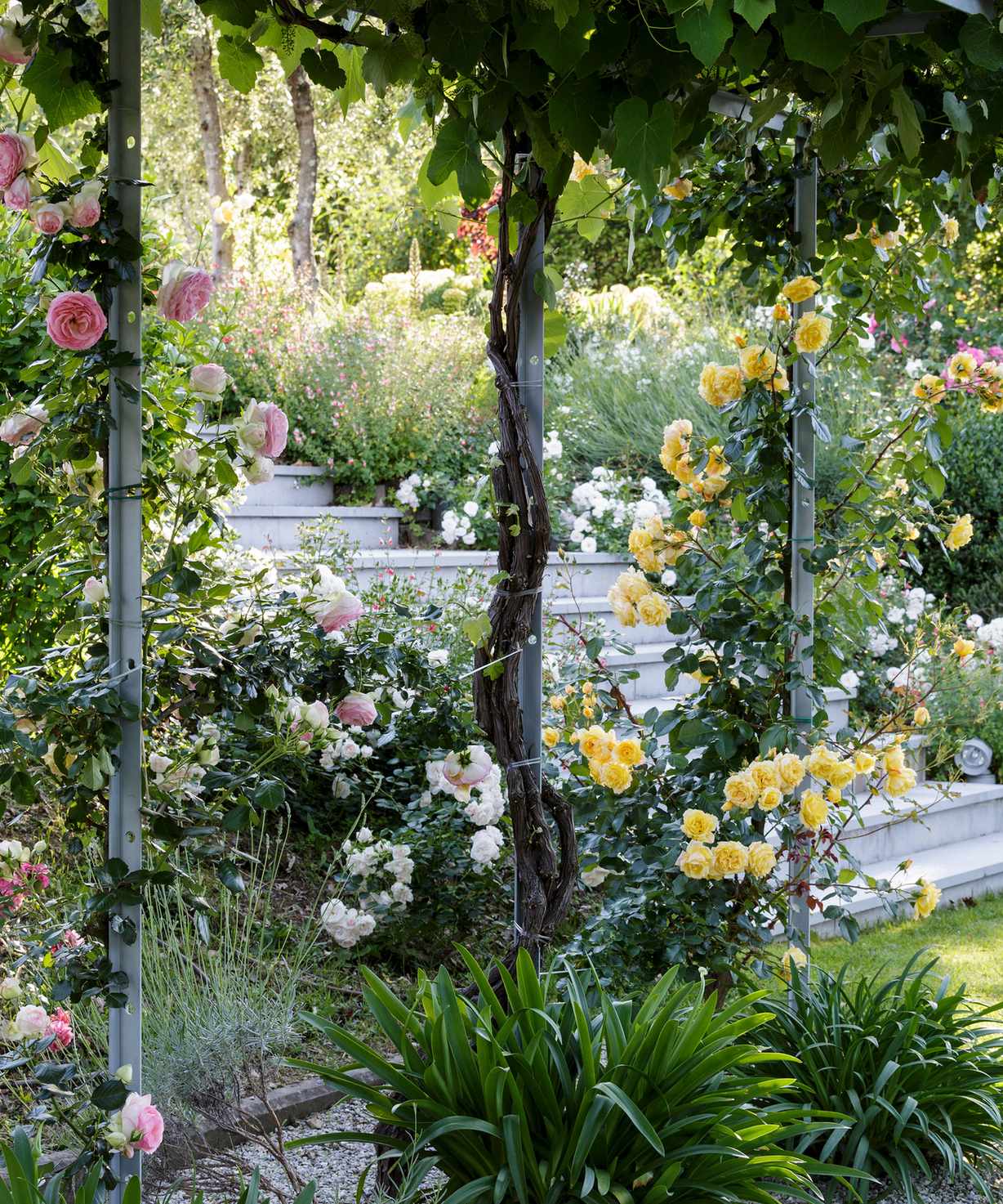 climbing roses