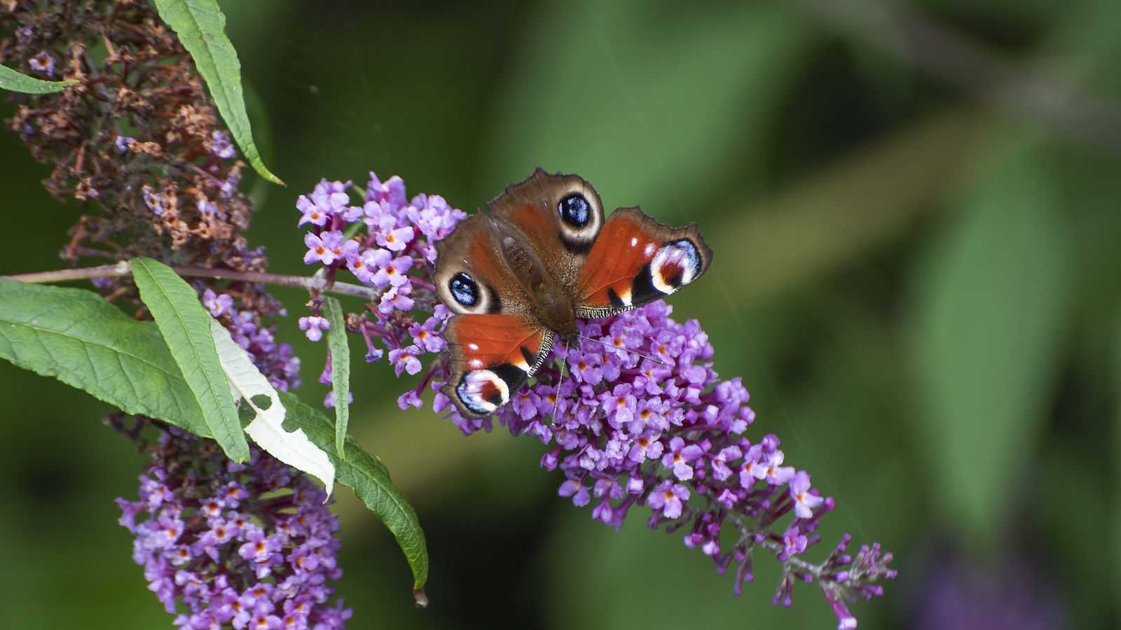 If You Want More Butterflies in Your Yard This Summer, This is the Only Plant You Need – it's Bold, Fragrant, and Packed With Nectar