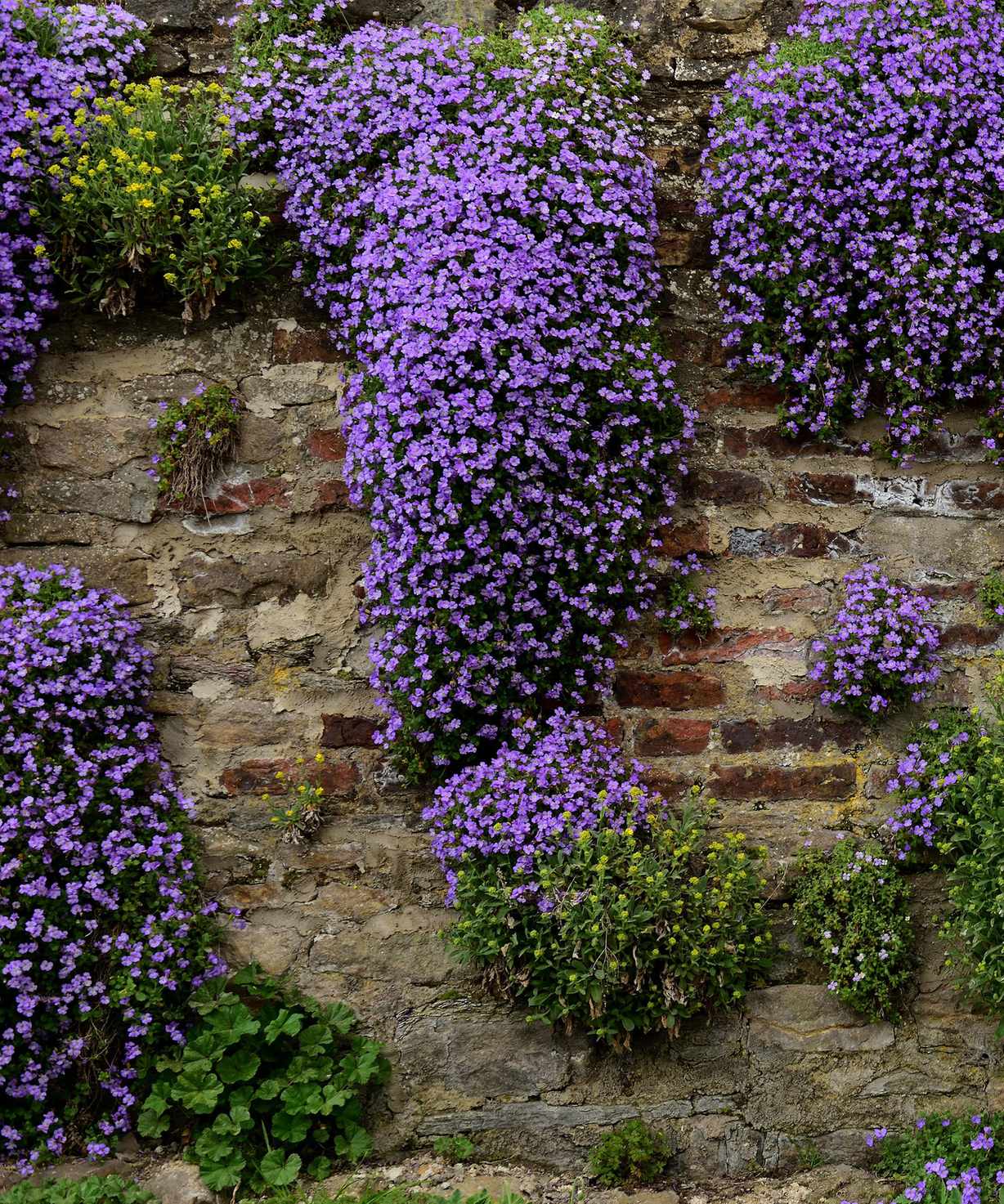 purple flowers of aubretia growing over a stone wall