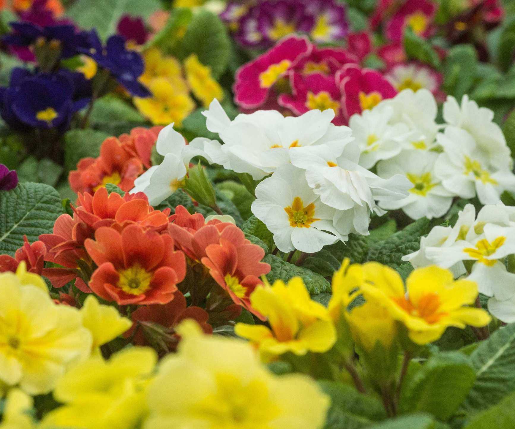 colorful spring primroses