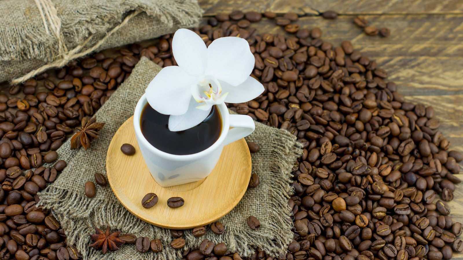 Do orchids like coffee grounds? Here's why experts warn to be careful with this DIY fertilizer