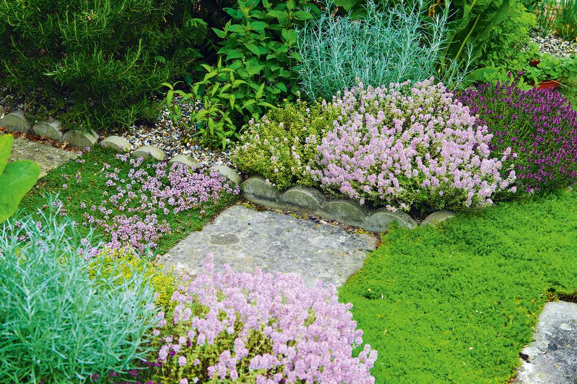 How to grow rosemary - line a path