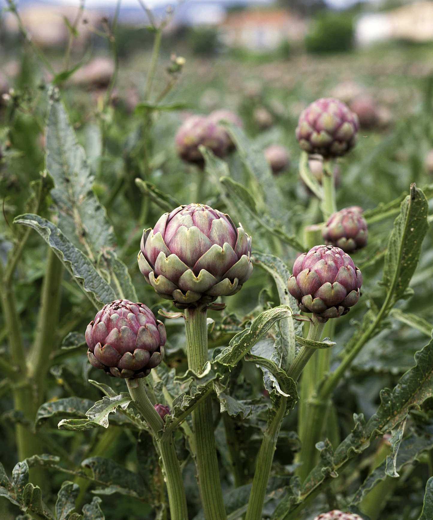 Globe artichokes growing in a vegetable garden