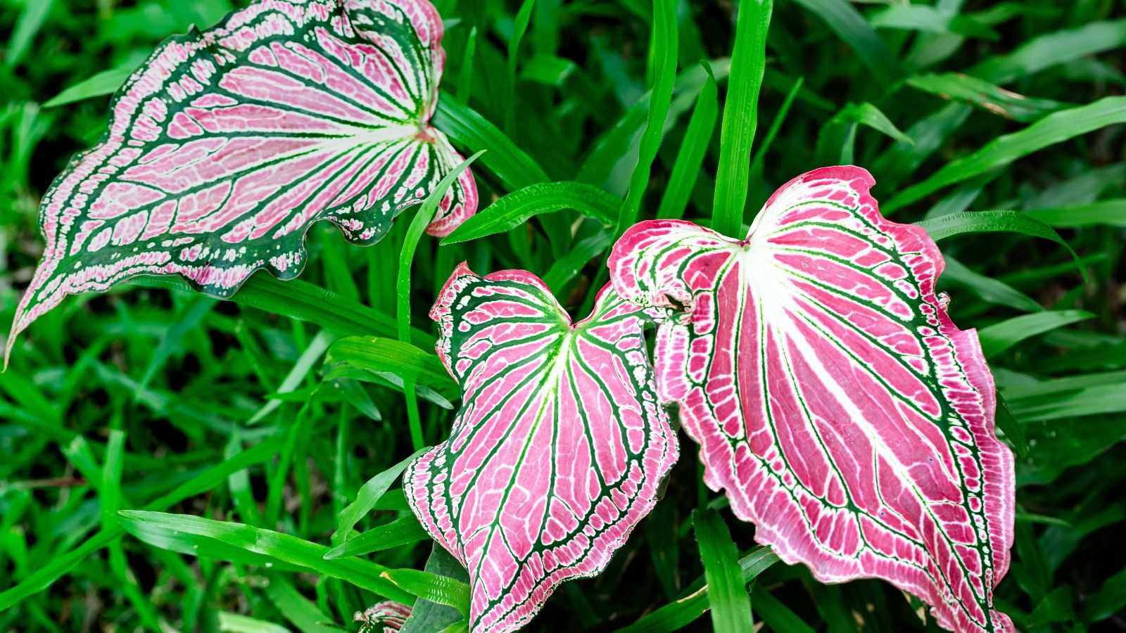The One Bulb You Can Plant Now That Brings Bright Pink Color to Shade – Perfect for Lifting Dark Corners