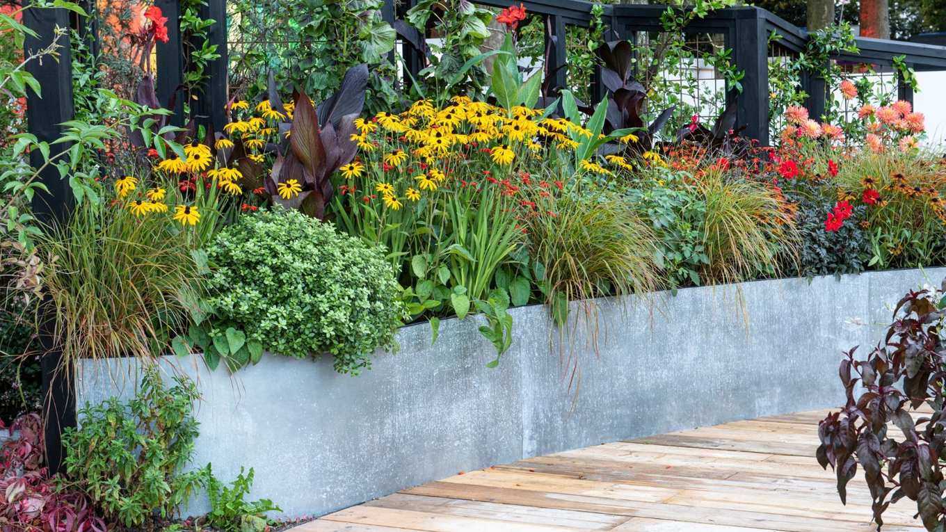 Plants That Grow Better in Raised Beds – 6 Bold and Beautiful Cut Flowers that Thrive Out of the Ground