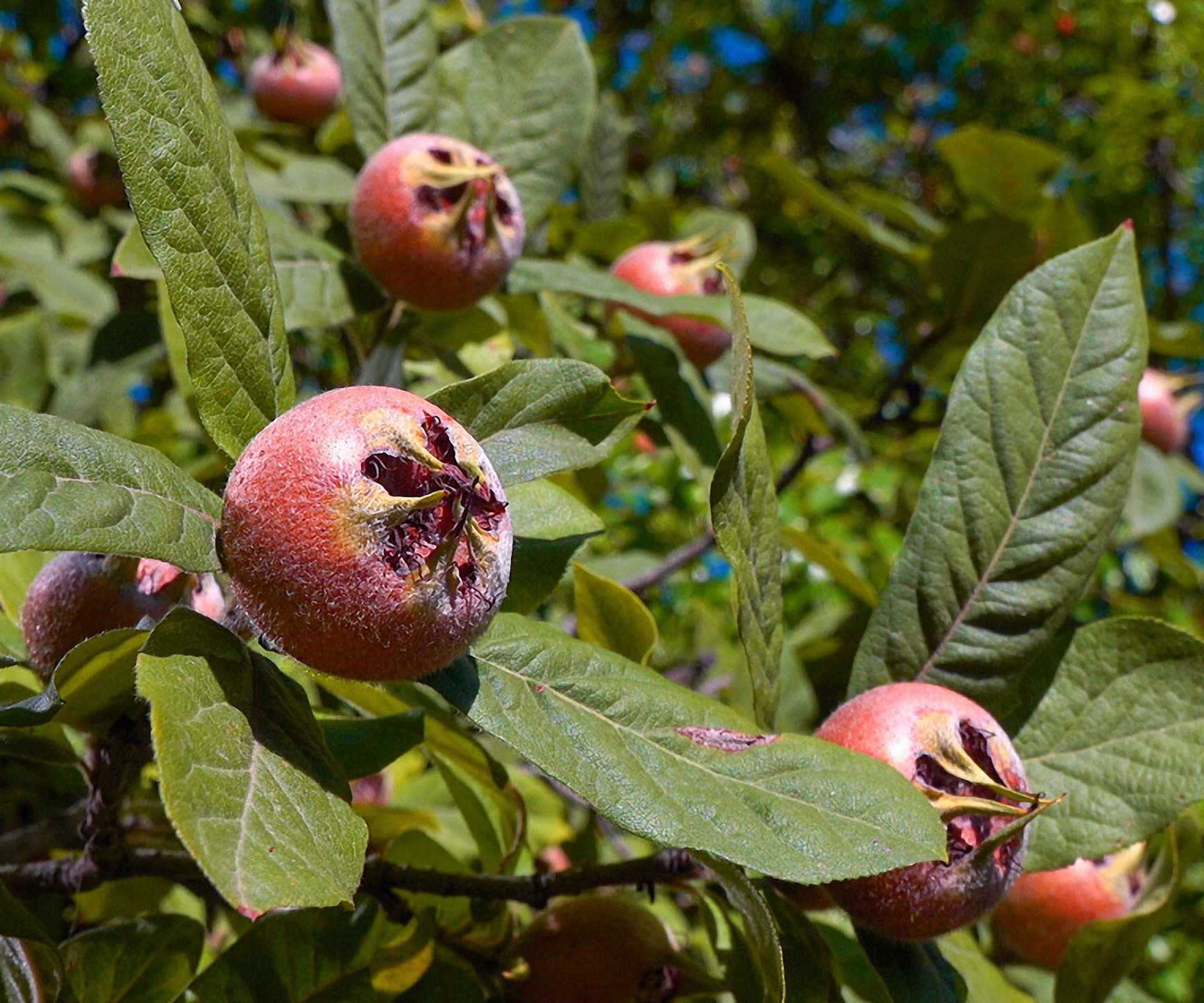 Medlar fruits in a sunny garden border