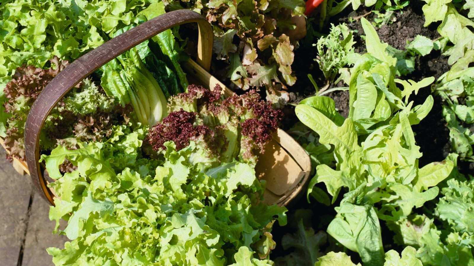 Experienced growers recommend their top cut-and-come-again lettuce varieties