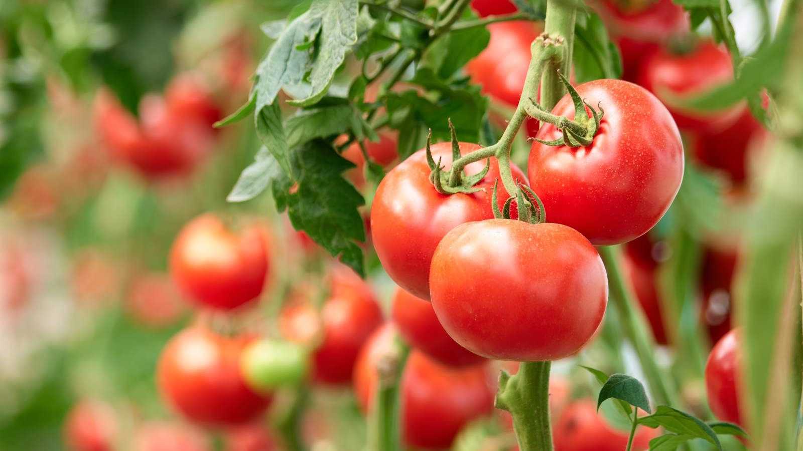 I'm growing tomatoes for the first time and this beginner-friendly, space-saving method keeps my plants disease-free, standing upright, and growing vigorously