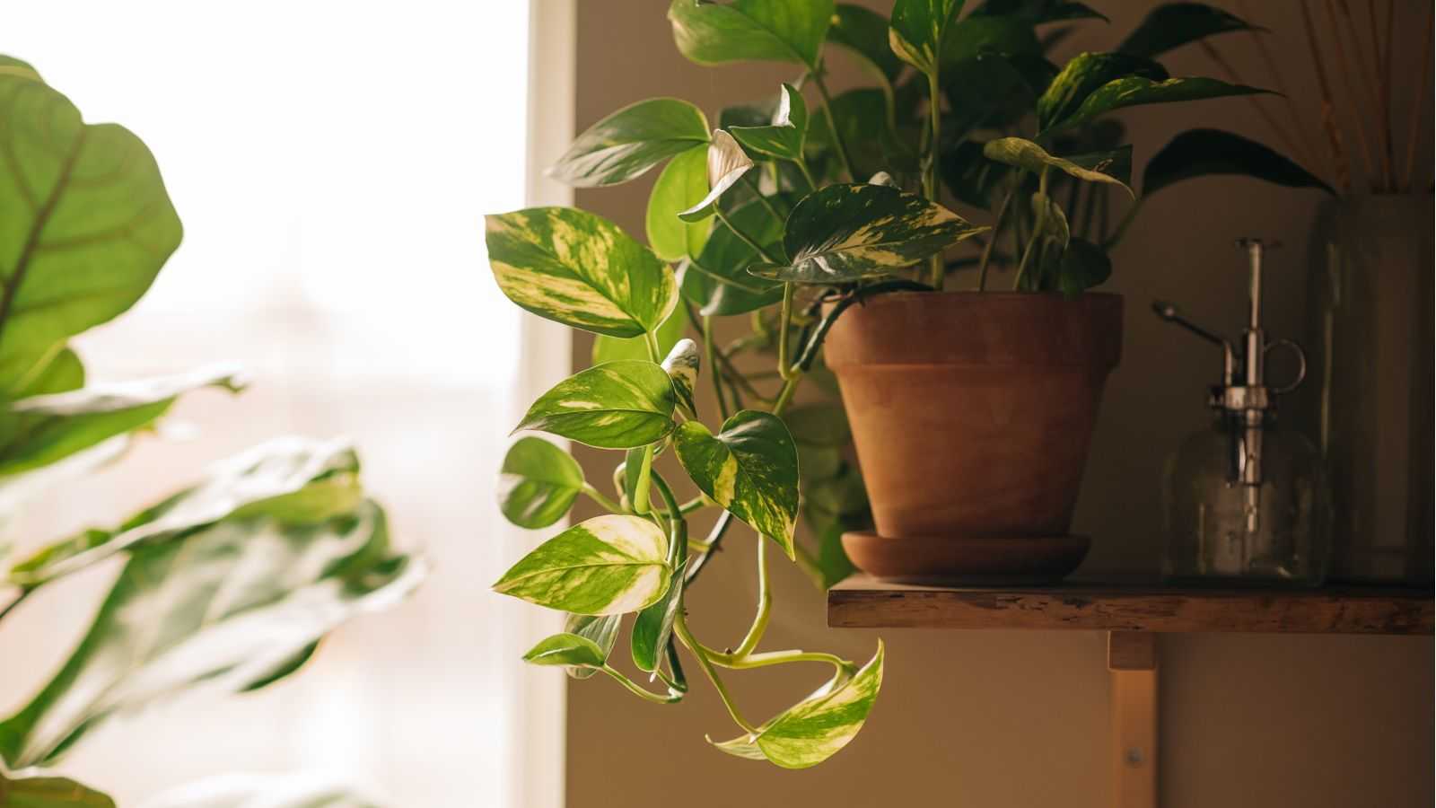 What Your Pothos Plant Actually Needs in April to Go From Sparse to Thriving in a Month