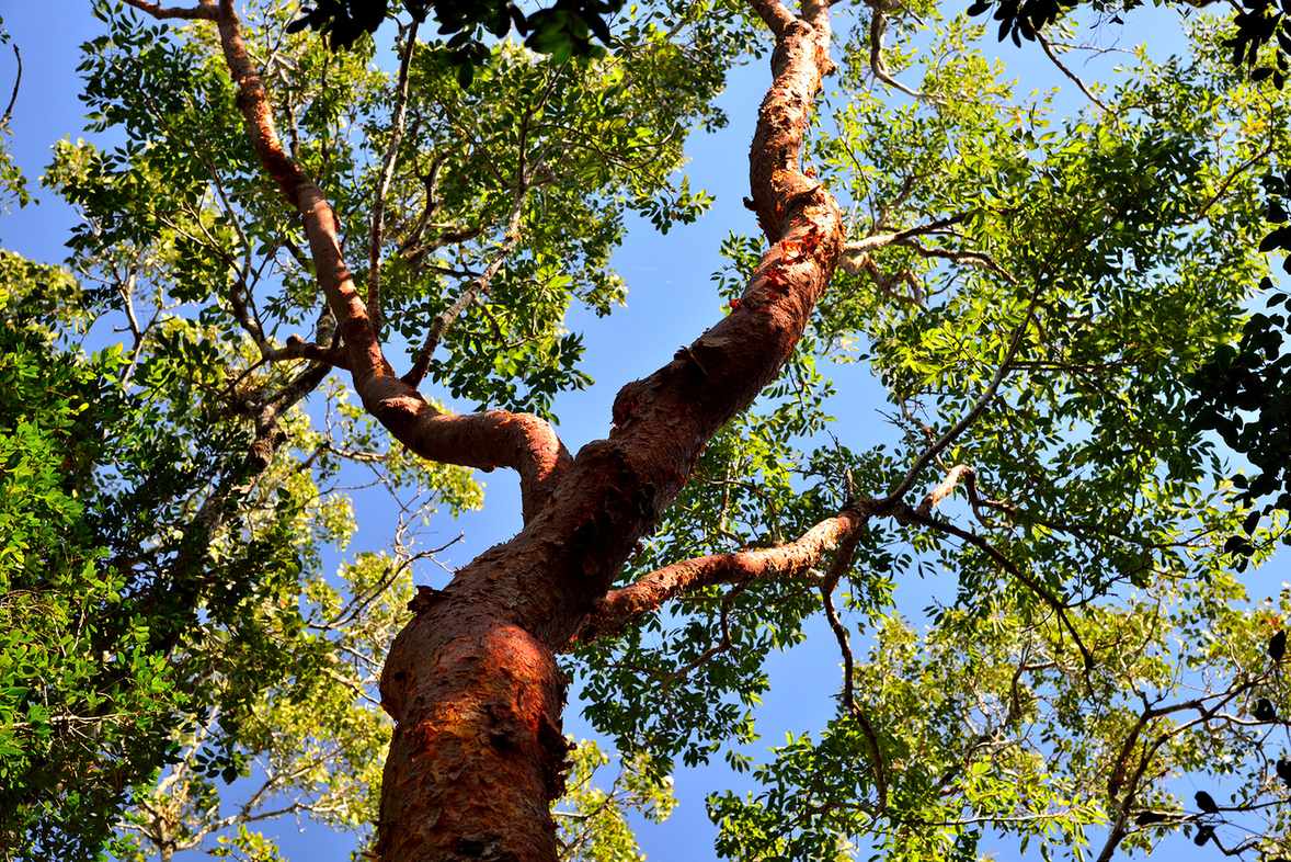 Gumbo limbo tree