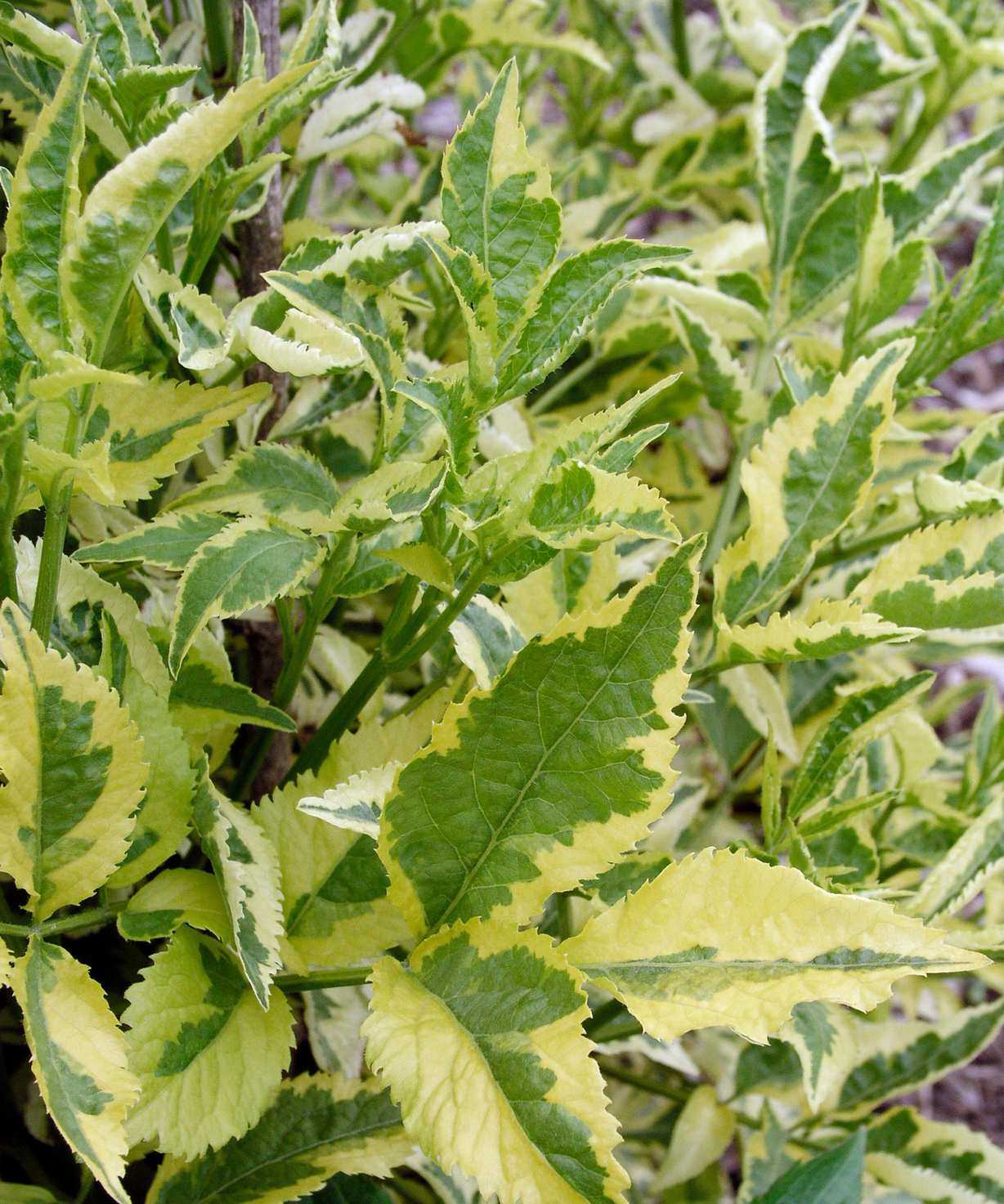 elder Madonna flourishing in garden border