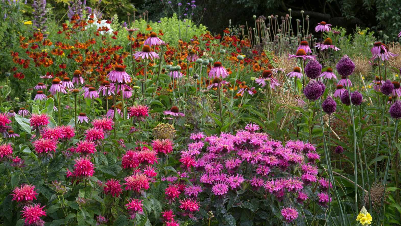 Late summer flowers – 16 best blooms to plant now for color into fall