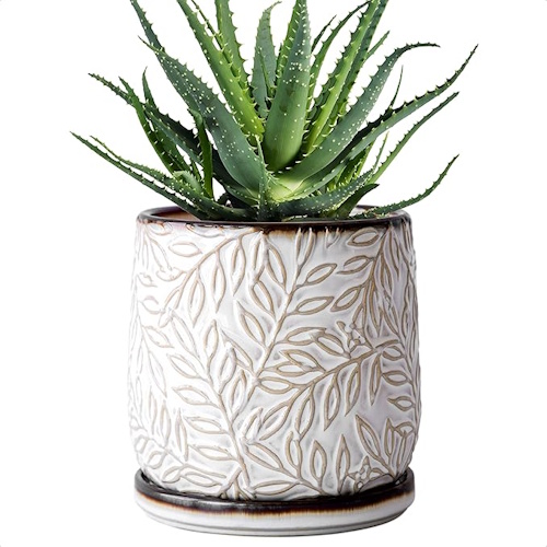 Amazon planter