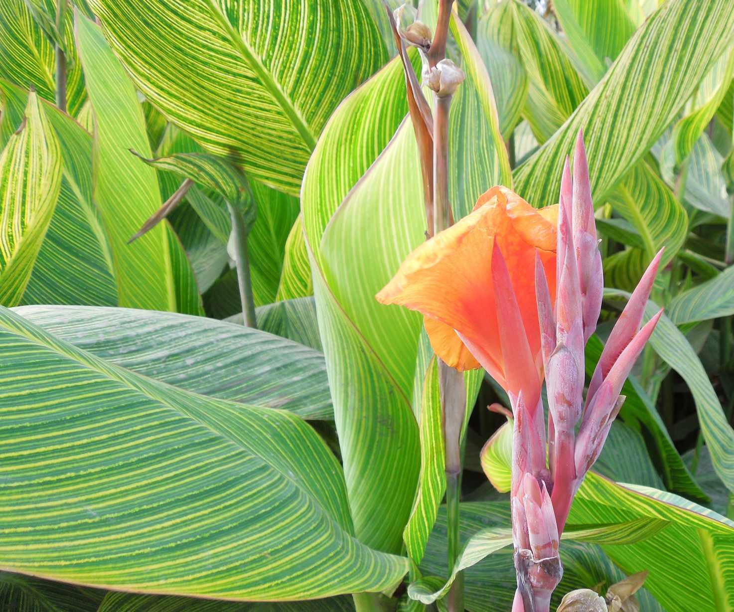canna lily