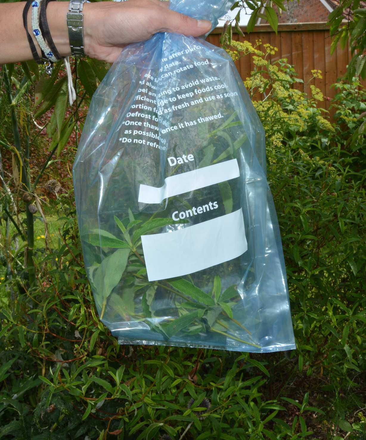 Fresh cuttings in a plastic bag to keep them damp