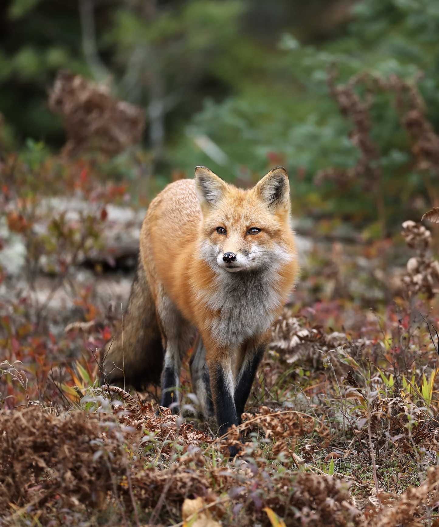 Fox in bracken