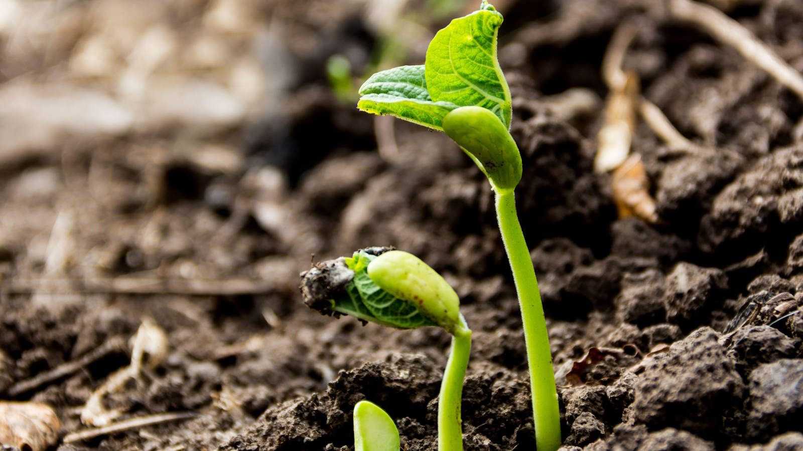 What is seed stratification? A seed expert hails the importance of ‘crucial’ cold treatments