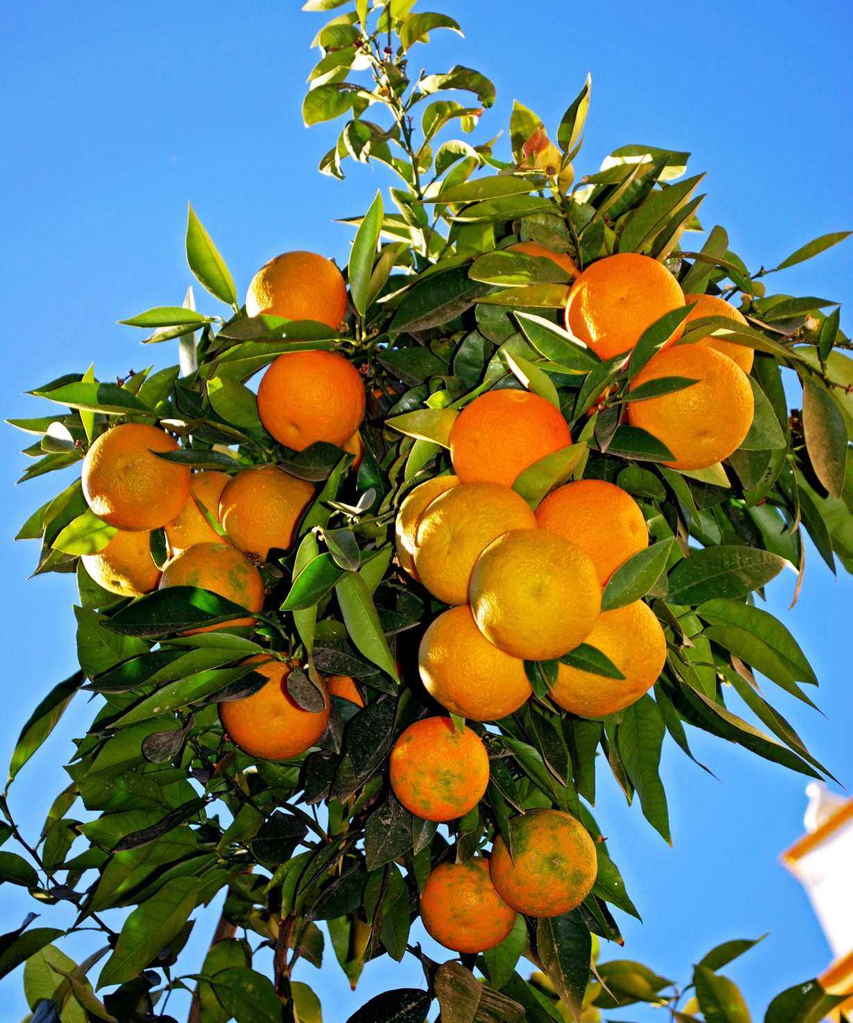 Oranges growing on an orange tree