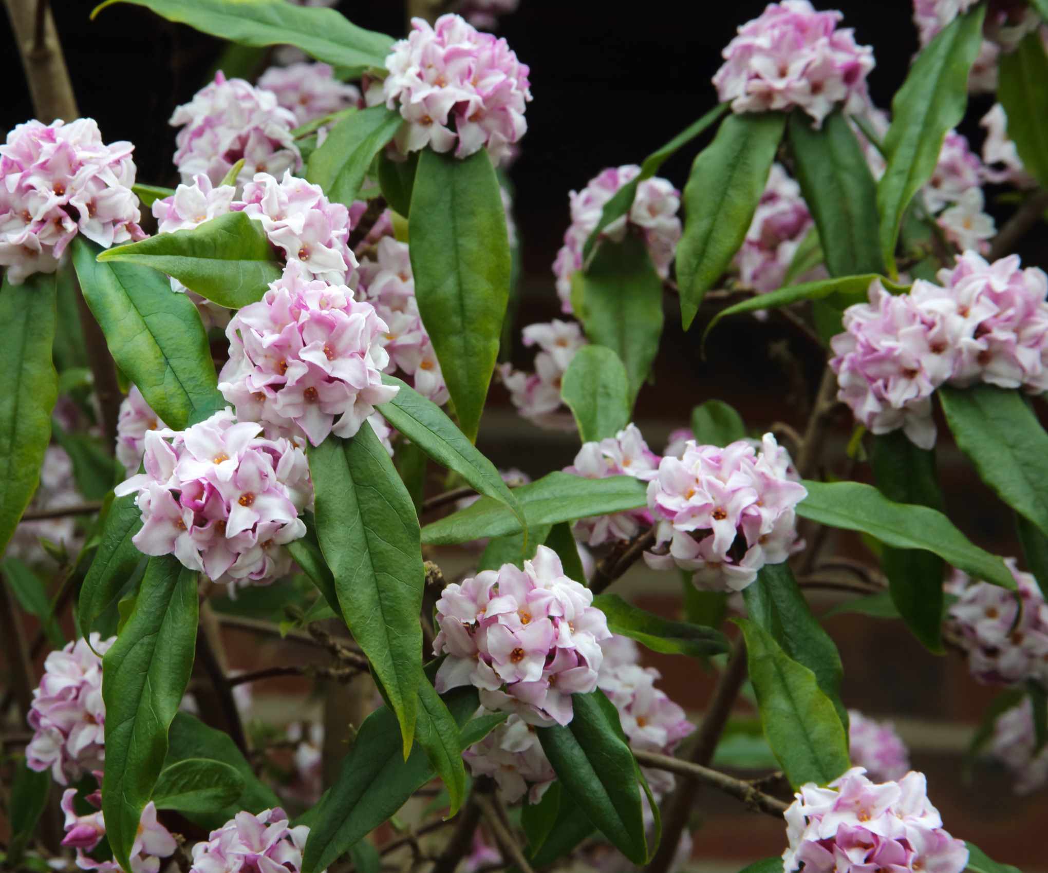 Daphne shrub in flower