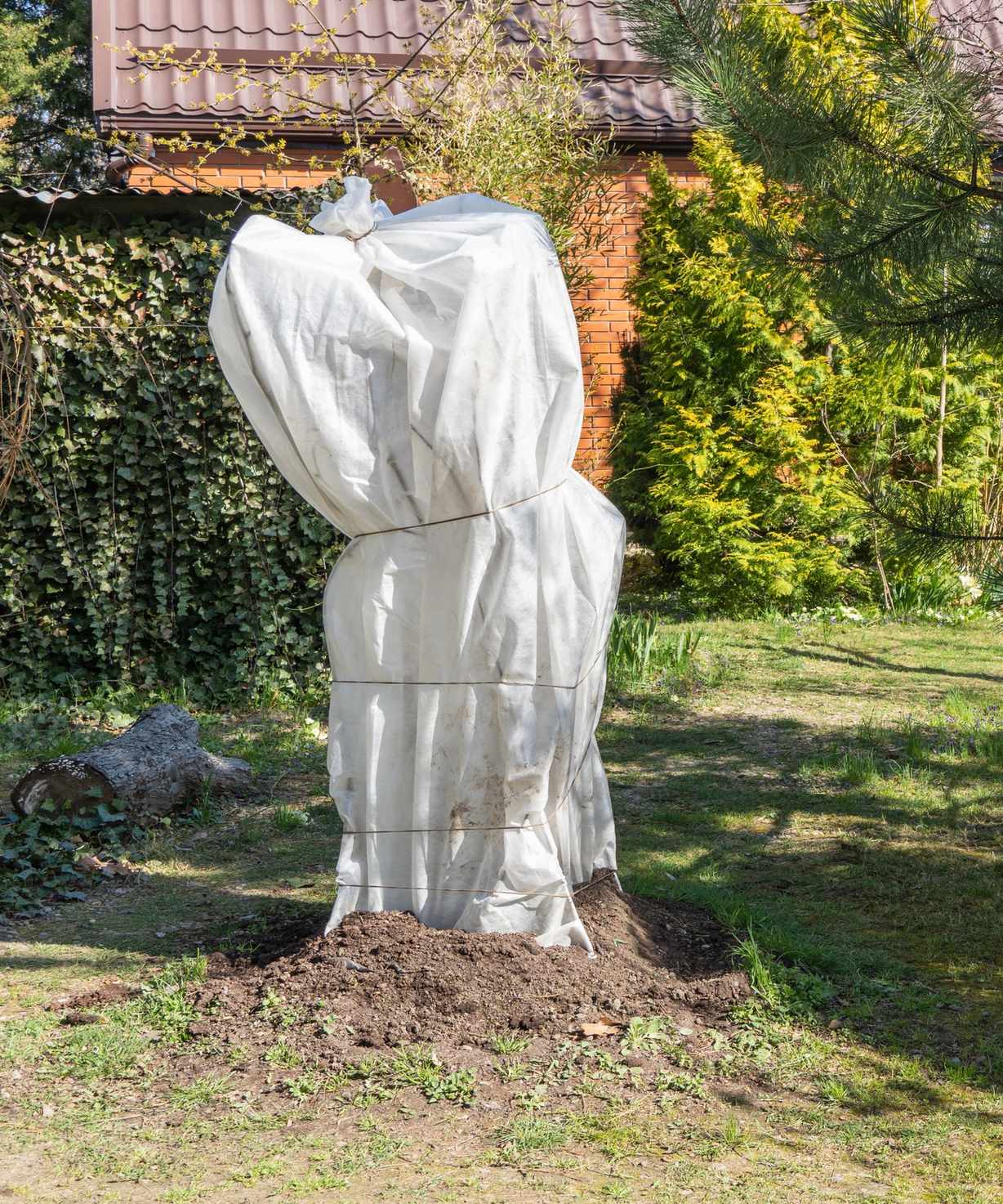 Tie the fig's branches together and wrap in burlap or frost insulation