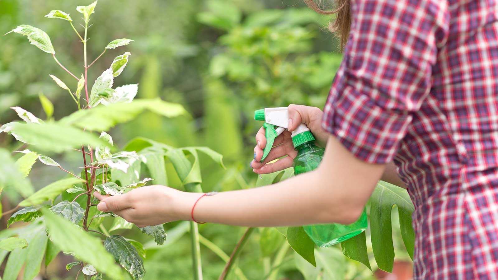 Using neem oil on plants – how to tackle pests and diseases with this all-natural solution