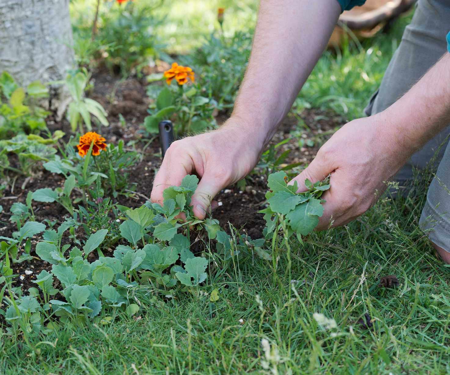 weeding flower beds