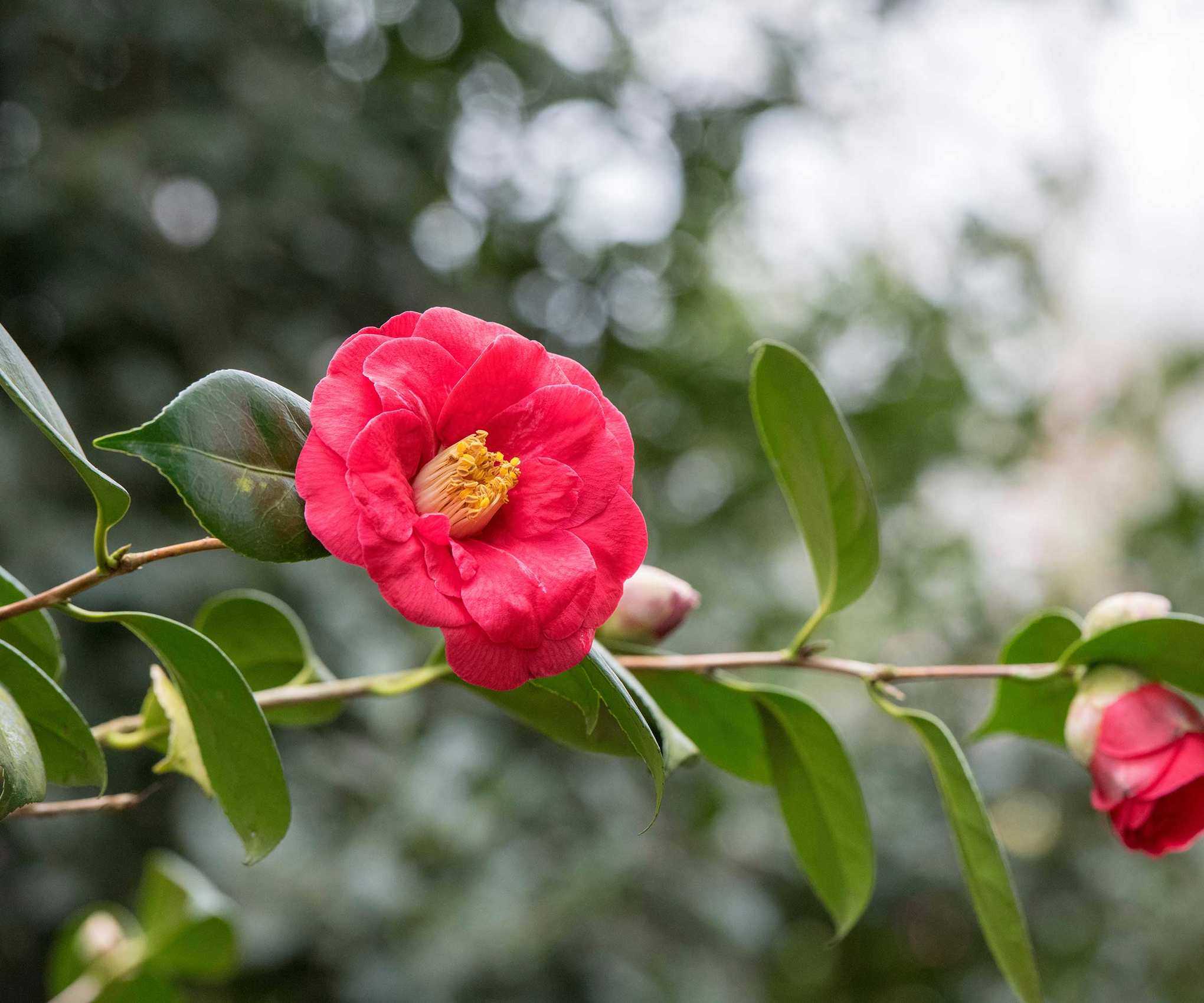 Camellia japonica &lsquo;Adolphe audusson&rsquo;