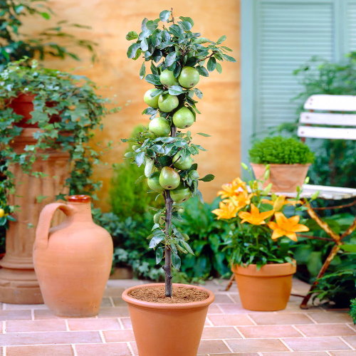 Fruit Snacks&reg; Tangy Green&trade; Columnar Apple Tree